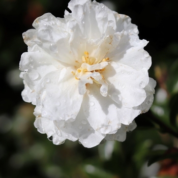 Camellia sasanqua 'Mine-No-Yuki' - White Doves Camellia